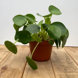 4” pilea peperomioides