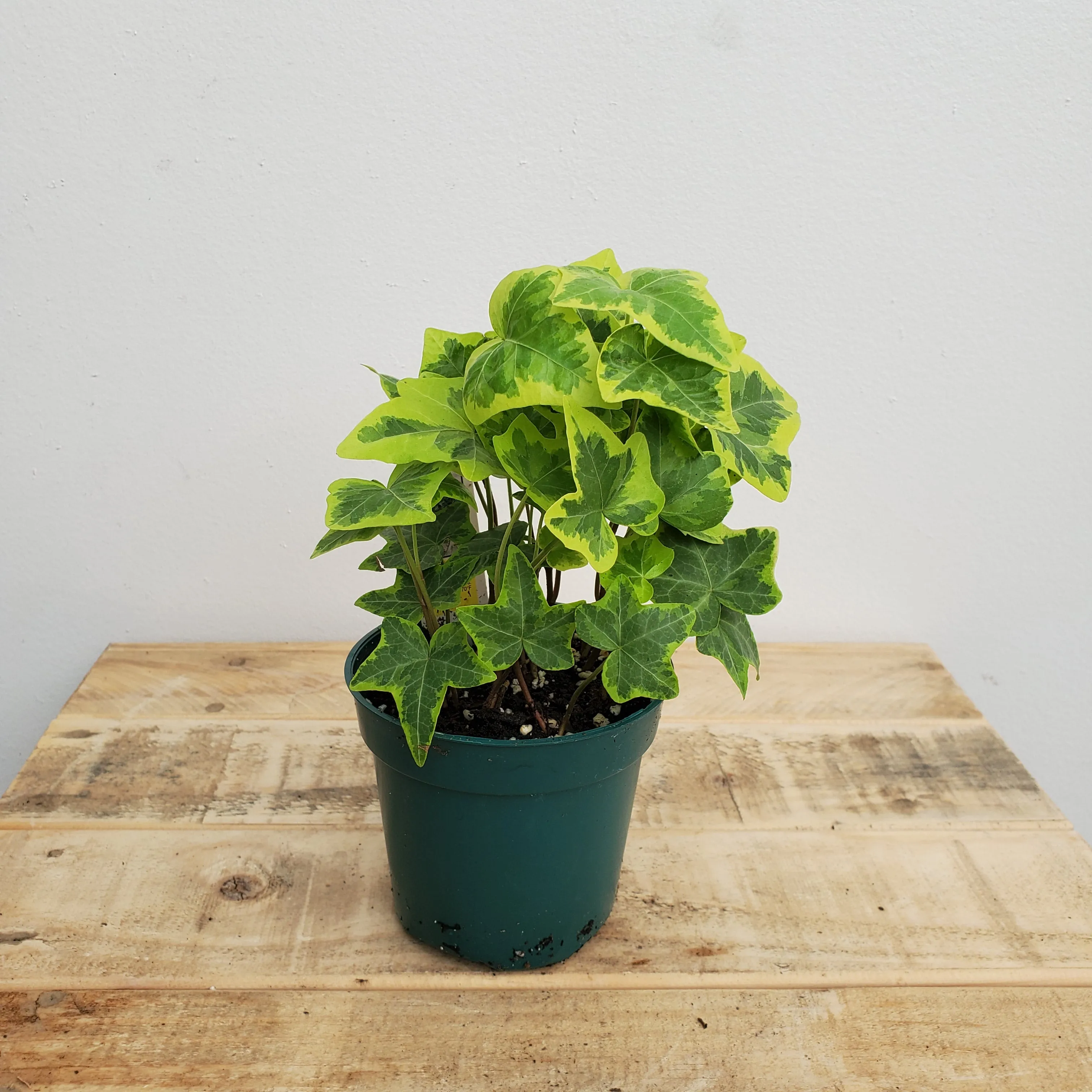 4" ivy variegated