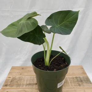 6" alocasia regal shield